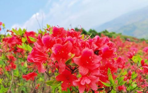 映山红是杜鹃花吗？一文读懂映山红与杜鹃花的区别与养护