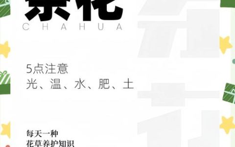 茶花夏季养护全攻略：防暑、保湿与水肥管理
