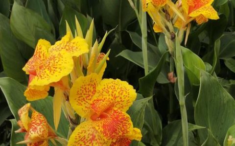 美人蕉植物百科：形态特征、生长习性及园林应用详解