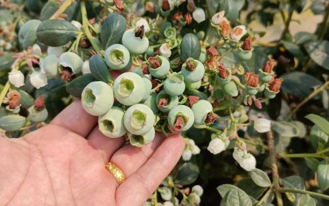 蓝莓鲜果价格行情：2026年品种、产地与季节如何影响一斤多少钱