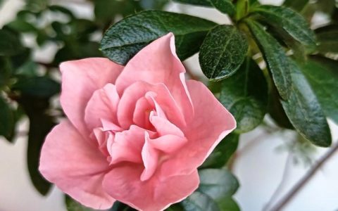 杜鹃花开花后花谢了应如何处理？促花促果全攻略