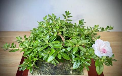 杜鹃花几月份开花？杜鹃花花期时间表与促花养护指南