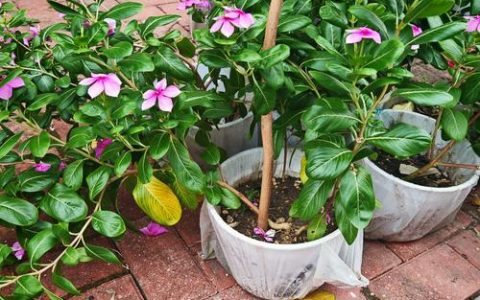 长春花一年开几次花？详解长春花的促花技巧与观赏期管理