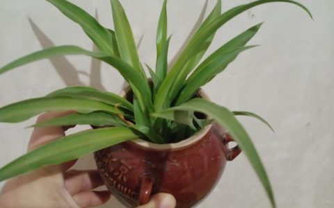 水培植物烂根怎么办？5步急救与预防指南