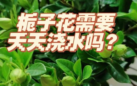 夏天栀子花几天浇一次水？南北地域差异化浇水指南