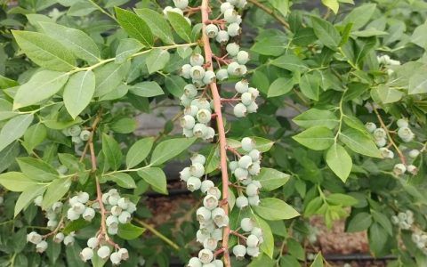 蓝莓是一年生还是多年生？蓝莓种植全攻略与生命周期解析