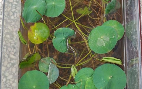 水莲花水培种植全攻略：水深、基质与养护方法