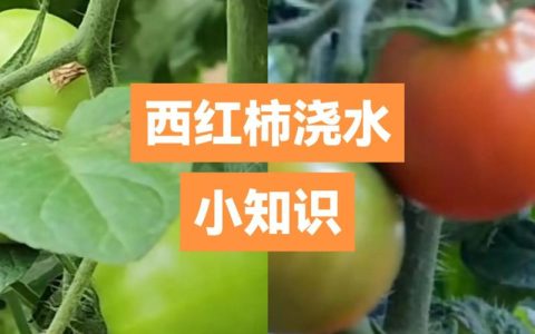 家庭西红柿种植全攻略：避开浇水5大忌，从育苗到丰收