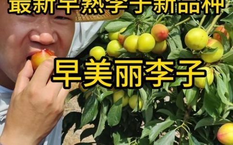 目前最好的李子新品种对比：蜂糖李 vs 青脆李