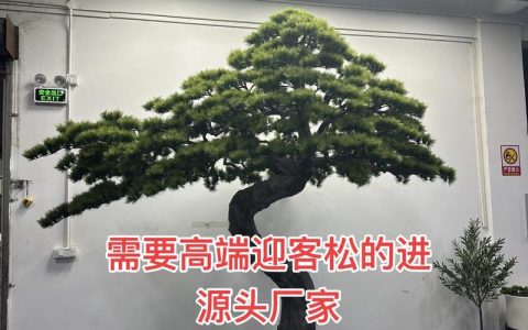 迎客松和罗汉松的区别，别再搞混了！家庭园艺选种指南