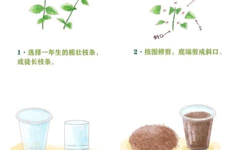 茉莉花扦插全攻略：时间、方法与成活率提升技巧
