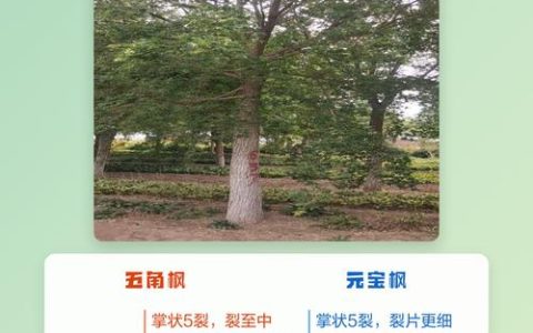 五角枫与元宝枫深度对比：叶片、习性、价格及选购指南