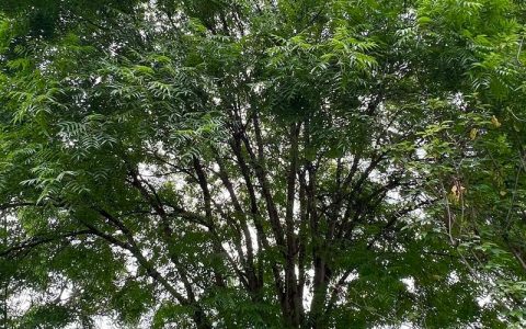 楷树是一种什么树？解析其特征、别名与文化寓意
