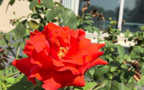 月季花花期多长时间？四季养护与促花全攻略
