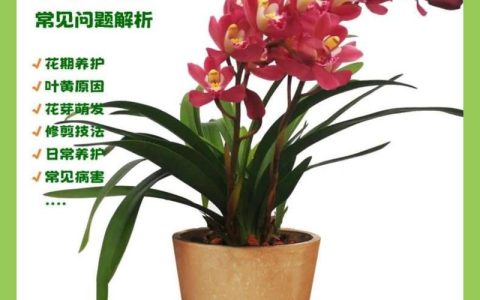 大花惠兰家庭怎么养才能开花？促花技巧与养护全攻略