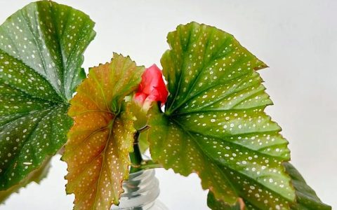 竹节海棠怎么养？家庭园艺养护全指南
