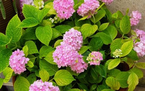 绣球花放哪里最旺财？风水与养护全攻略