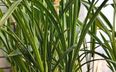 白兰花多久浇一次水？四季精准浇水频率与技巧