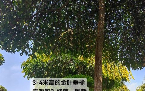 金叶榆苗价格是多少？规格、产地、采购量影响报价