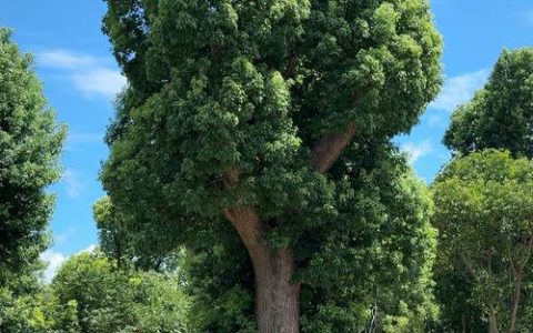 樟木树长什么样子？详细植物百科介绍