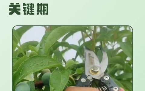 李子树最佳修剪时间与全年养护指南