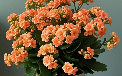 耐阴的花卉有哪些？5种适合阴暗角落的室内开花植物