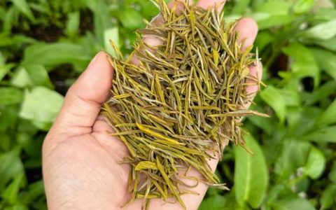 黄金芽：稀有的黄色茶树品种及其价值解析