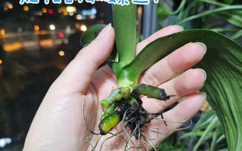 蝴蝶兰烂根了怎么办？5步急救指南与预防措施