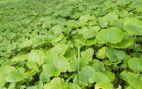 高羊茅草籽一斤种多少平方？播种密度与用量标准