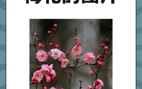 梅花是什么颜色的？详解梅花的形态特征与花色