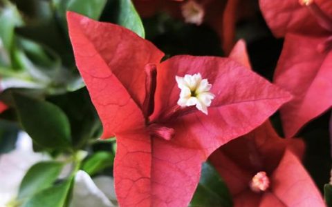 三角梅什么时候开花？一年开几次花及促花全攻略
