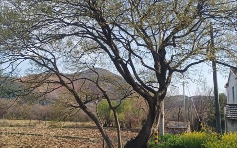 朴树：农村常见行道树与庭院绿植的百科详解