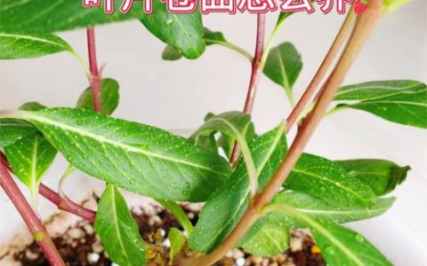 长春花：别名、科属、形态特征、生长习性、园林用途及识别要点