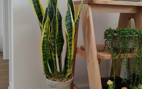 高花盆适合种什么花？深根植物与高秆花卉种植指南