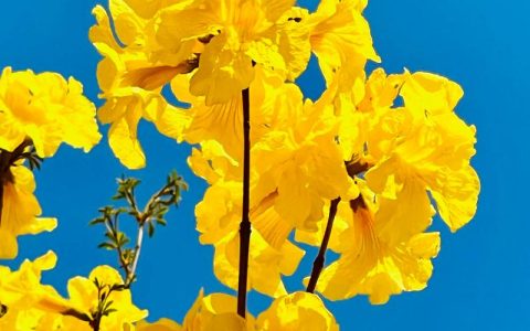 黄花风铃木：春季盛开的“黄色火焰”_植物百科