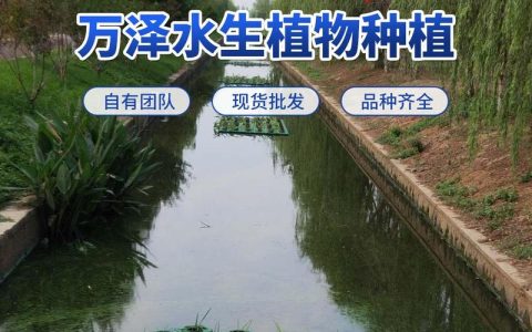 水上种植浮床多少钱一个平米？2026年浮床造价与施工全指南