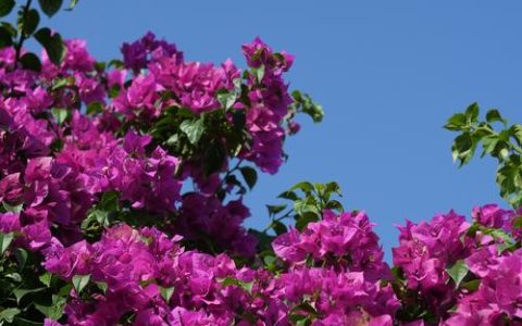 三角梅夏天开花吗？夏季促花养护全攻略