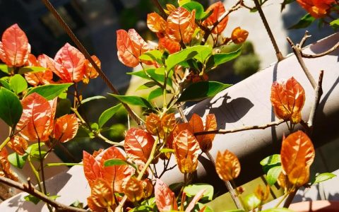 阿朱娜三角梅是勤花吗？花期长吗？养护指南