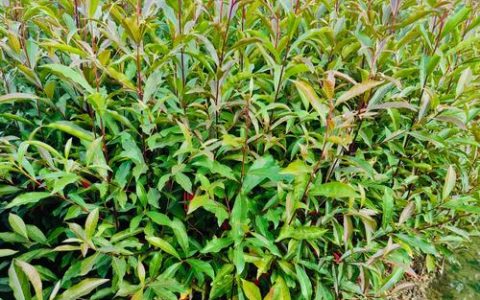 景观树苗品种全解析：庭院美化与工程绿化的优选指南
