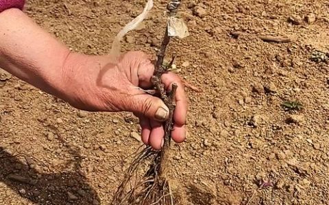 葡萄苗种植全攻略：从选购到挂果的实操指南