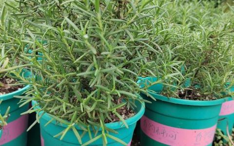 哪种香味花植物最香？盘点庭院与阳台最浓郁的花香品种