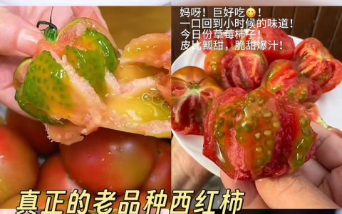 草莓西红柿和铁皮西红柿是一样的吗？专家教你辨别番茄界的“双胞胎”