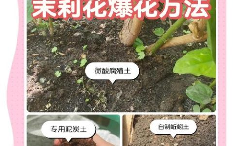 茉莉花施肥用什么肥？家庭养护全攻略
