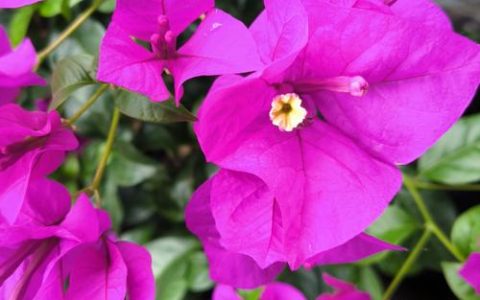 三角梅的花瓣是叶子吗？揭秘叶子花的真面目与养护指南