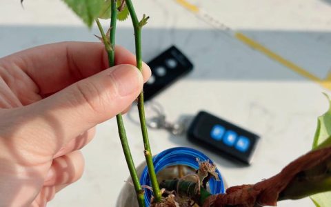 月季花扦插多久可以生根？嫩枝与硬枝生根时间及操作指南