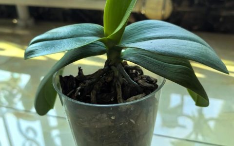 蝴蝶兰种子怎么种植出幼苗？专业无菌播种全流程指南