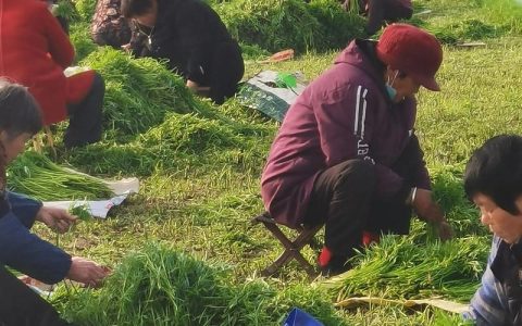 芦蒿高产种植技术：时间、土壤与田间管理全指南