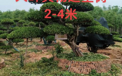 黄杨树10公分价格是多少？规格、产地、采购量影响报价