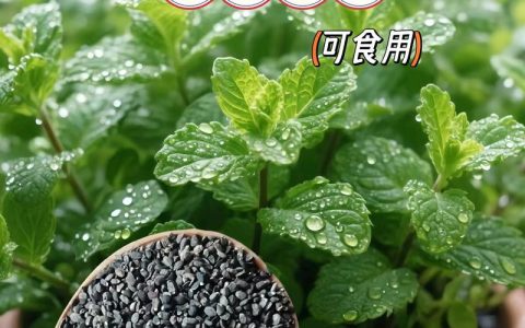 薄荷种子怎么种植？家庭盆栽全流程指南