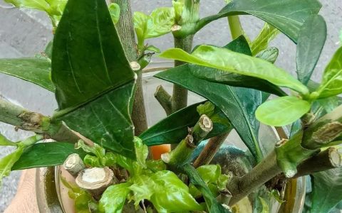 栀子花水培最忌三种水：硬水、污染水、浓肥水